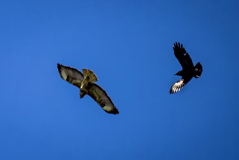 2021 04 26 Capreton en Maas
